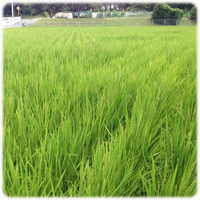 栃谷山からの豊かな湧き水で育つ稲たち